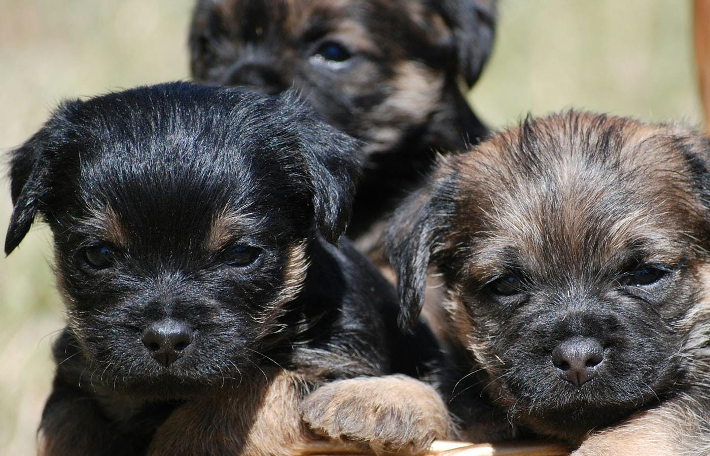 Trio of adorable puppies 