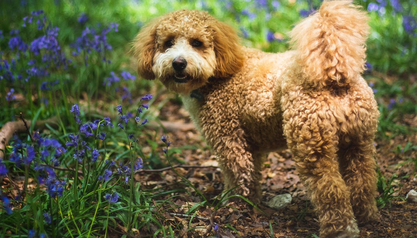 Cavapoo looking back through the bluebells