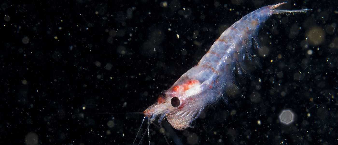 Antarctic krill is a rich form of Omega 3 fatty acids