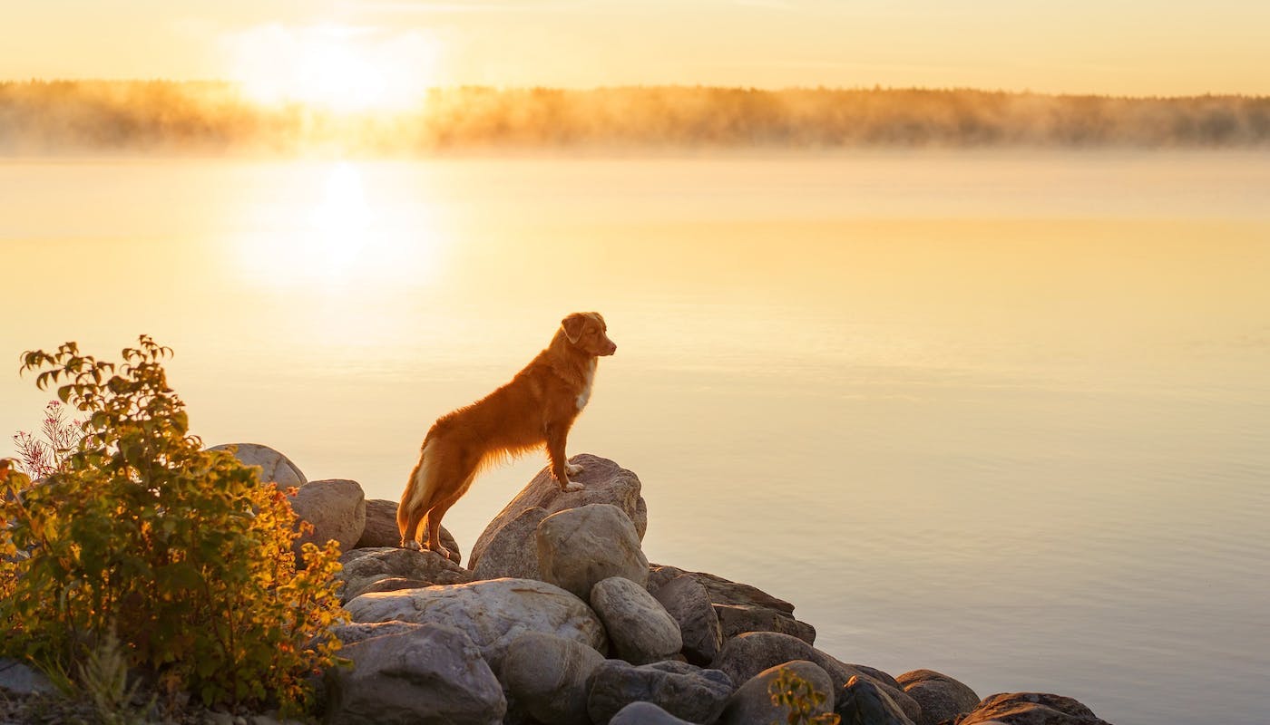 Peaceful dog at sunset