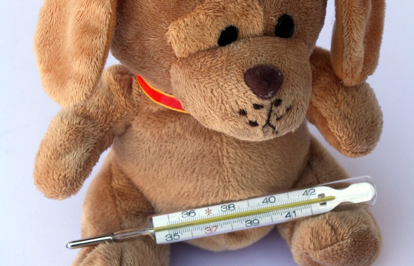 Cuddly toy dog holding a thermometer 