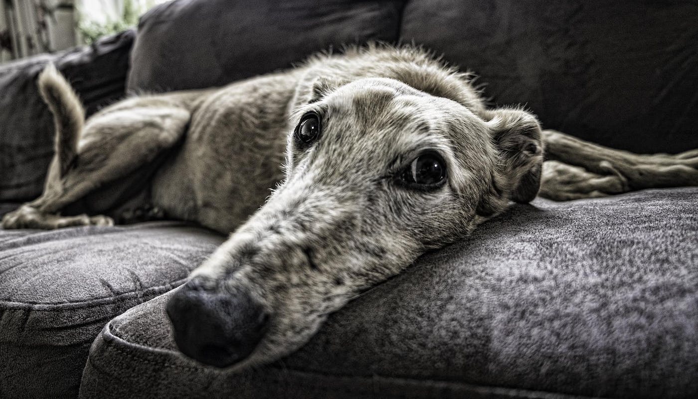 older sighthound on sofa