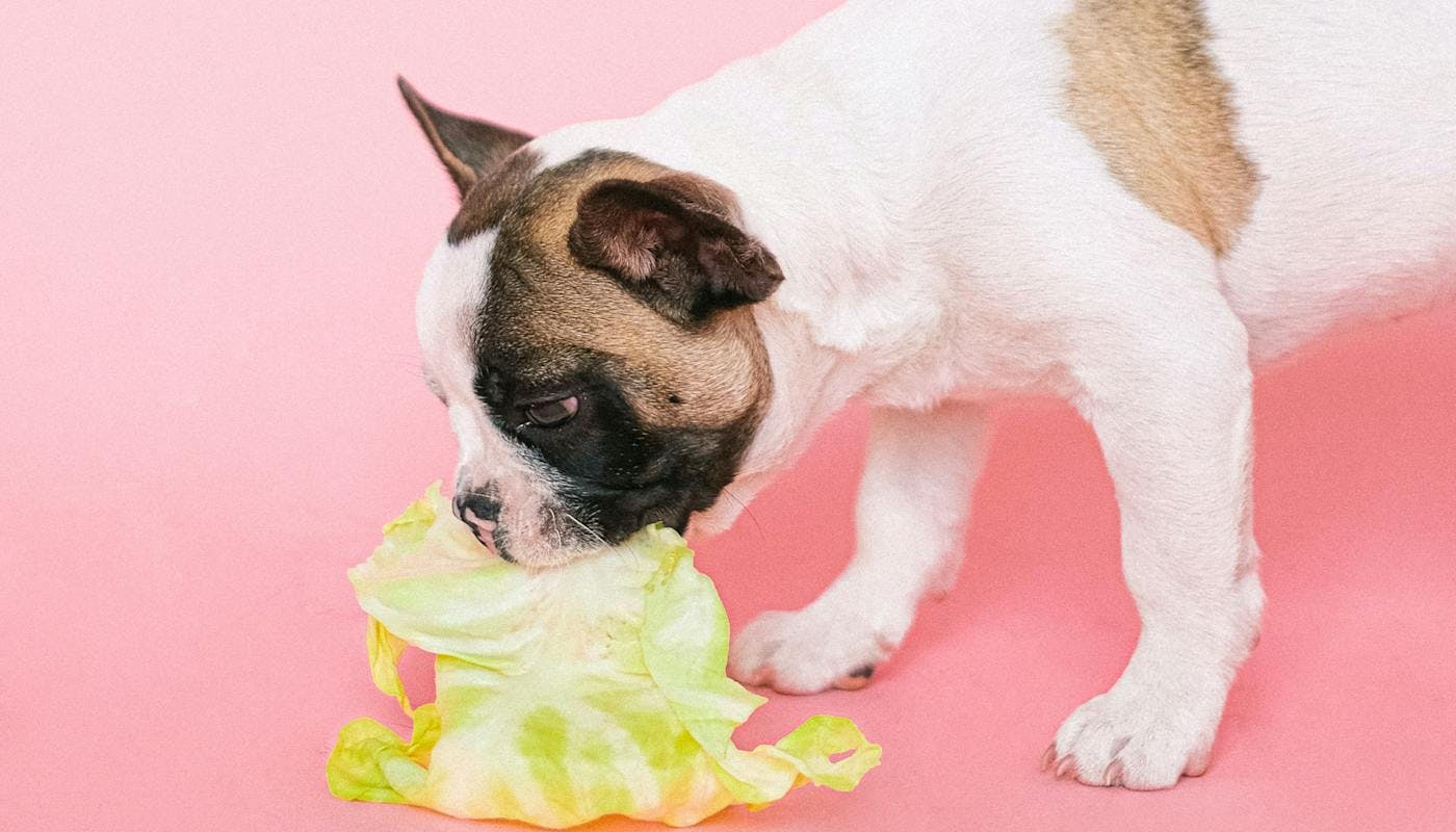 dog chomping down lettuce 