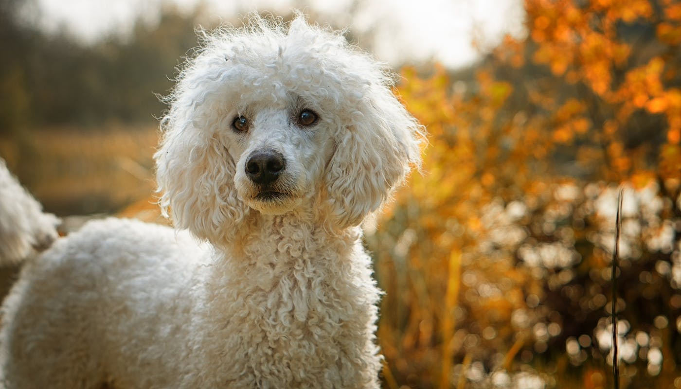 Handsome Poodle in the autumn 