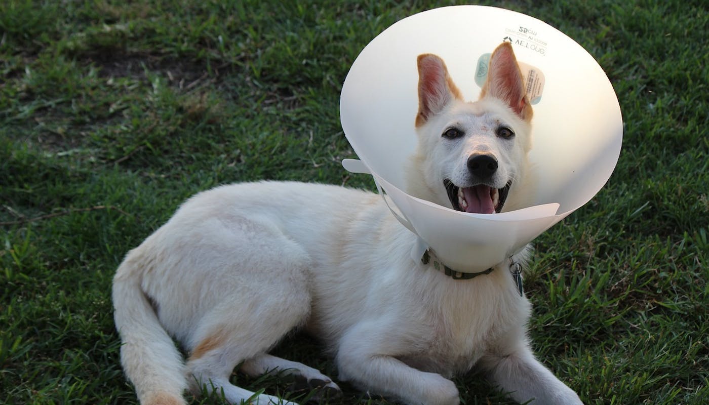 smiling dog wearing the cone of shame 
