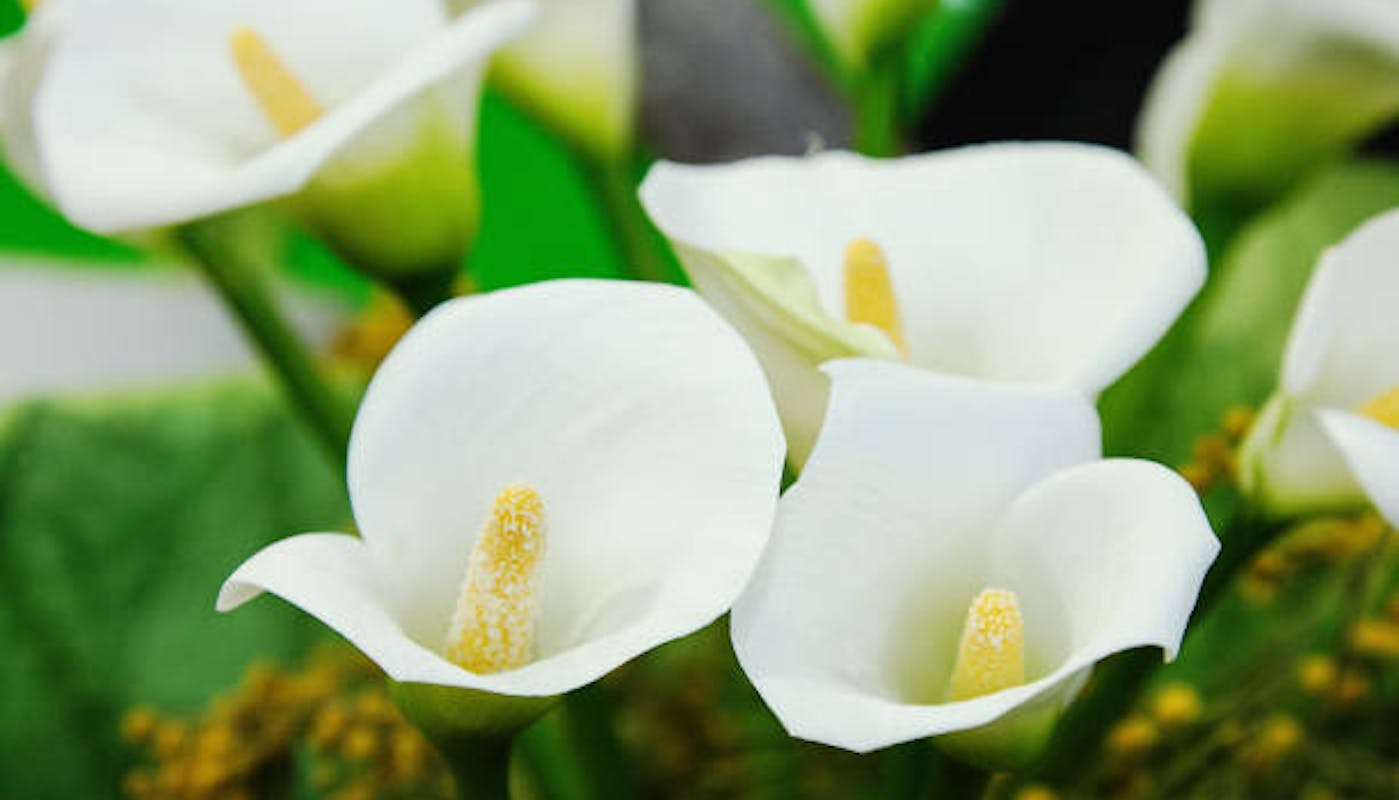Arum Lily flowers