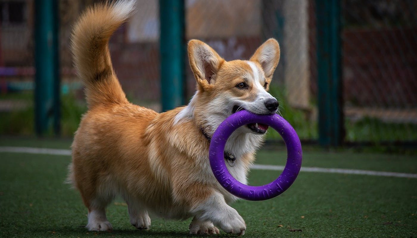Corgi doing his agility with purple hoop