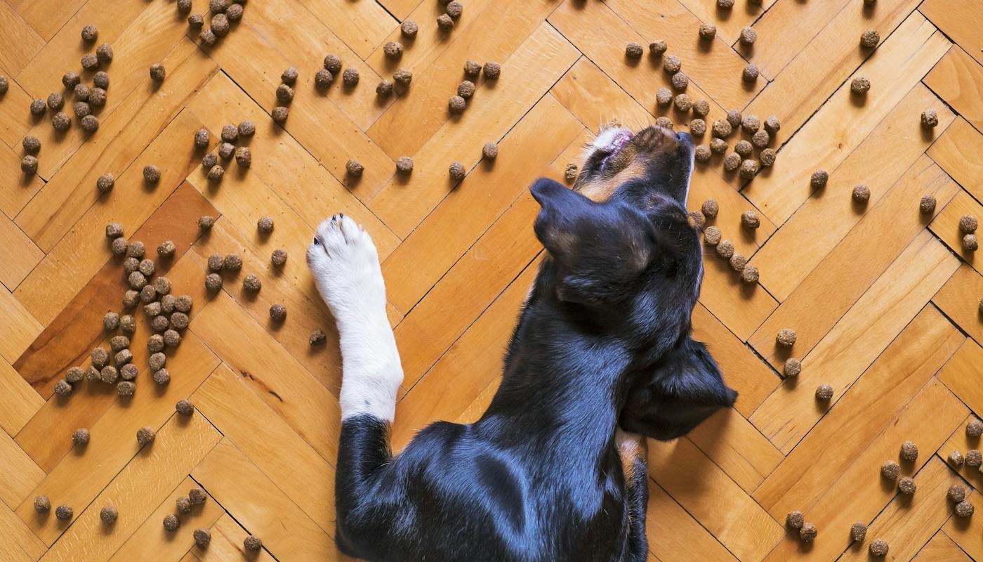 Dog eating food off the floor