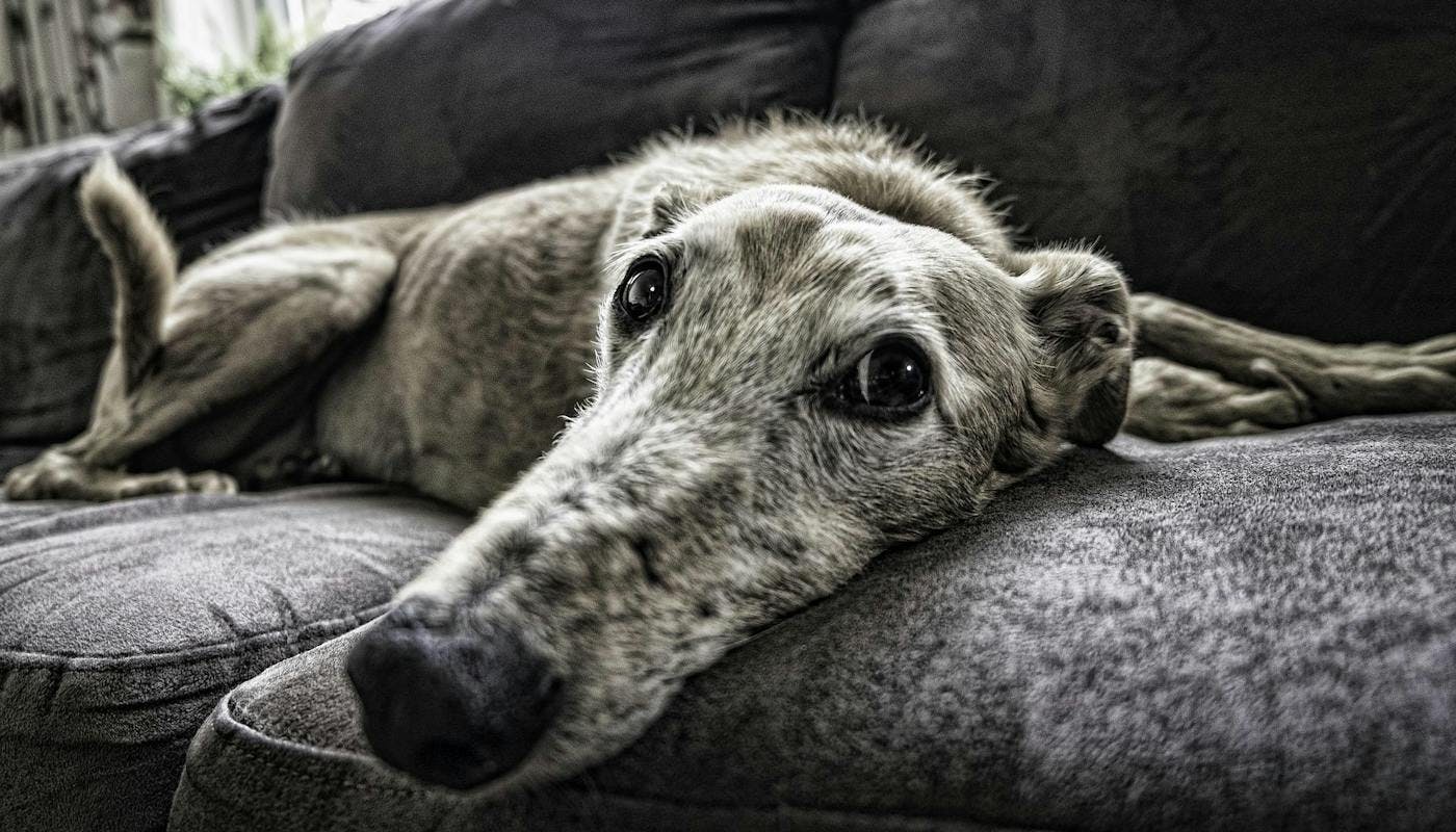 older greyhound chilling on his sofa