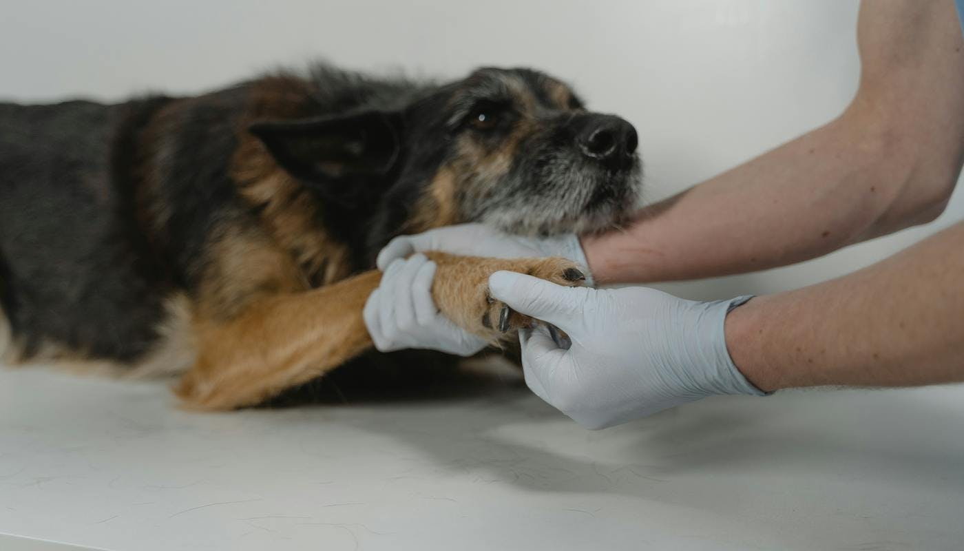 injured dog with vet holding paw