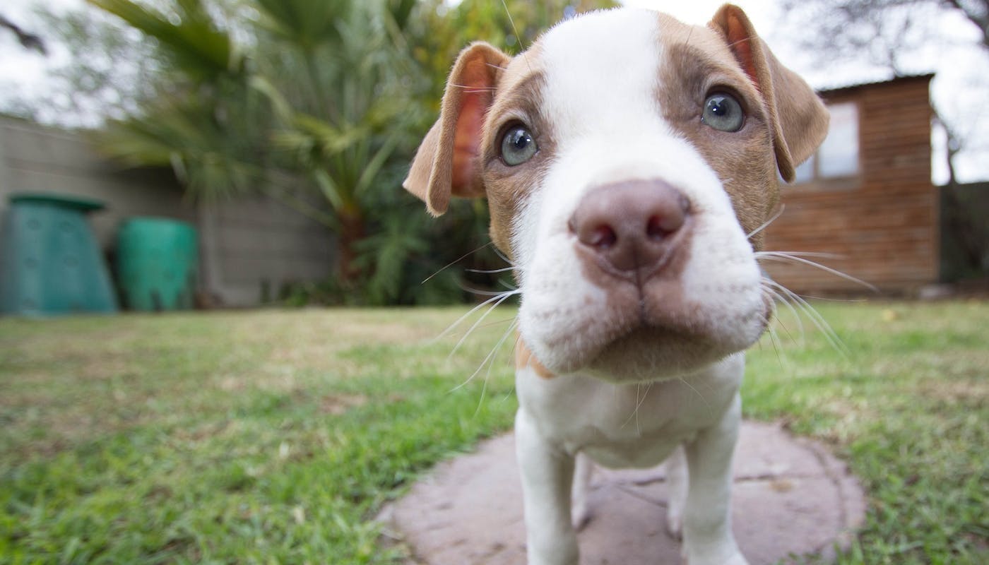 Adorable Pitbull pup
