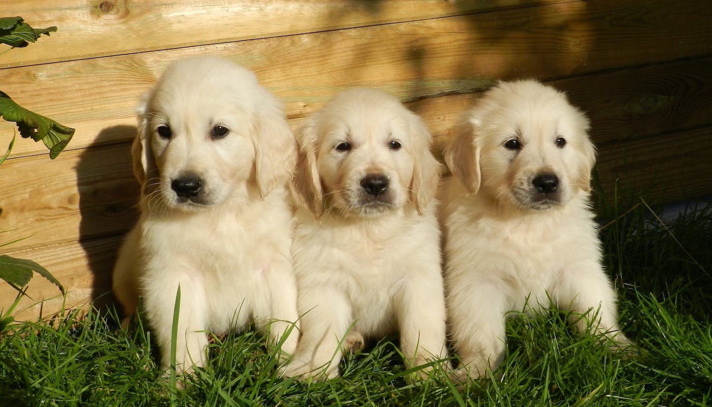 Trio of retriever puppies