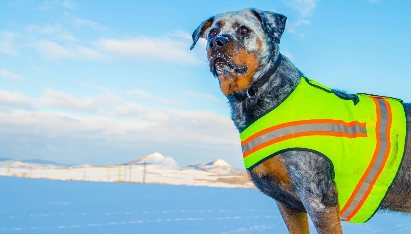 Rotti in high vis jacket staying safe