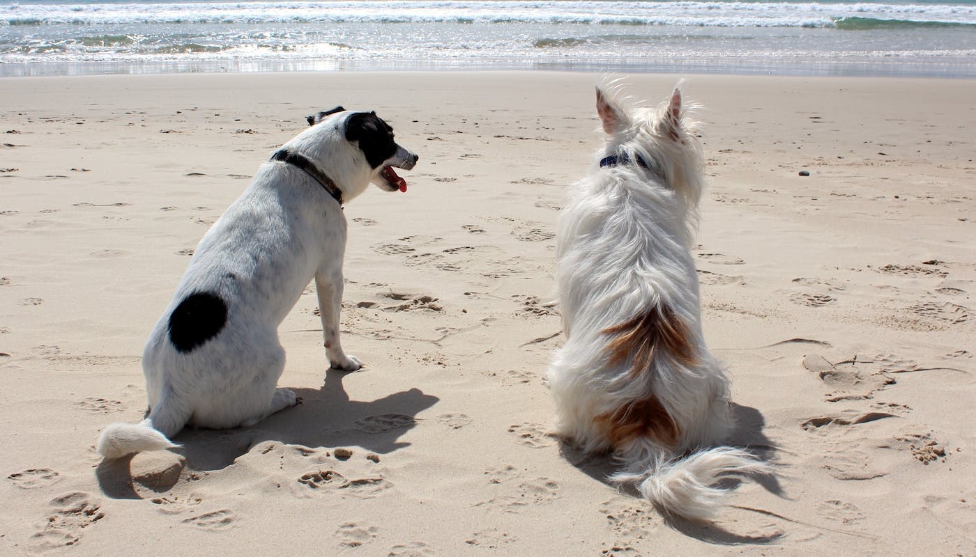 doggos on holiday enjoying the beach