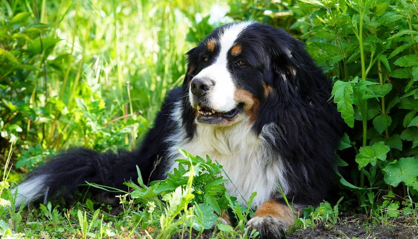 Beautiful Bernese dog lying in the grass 