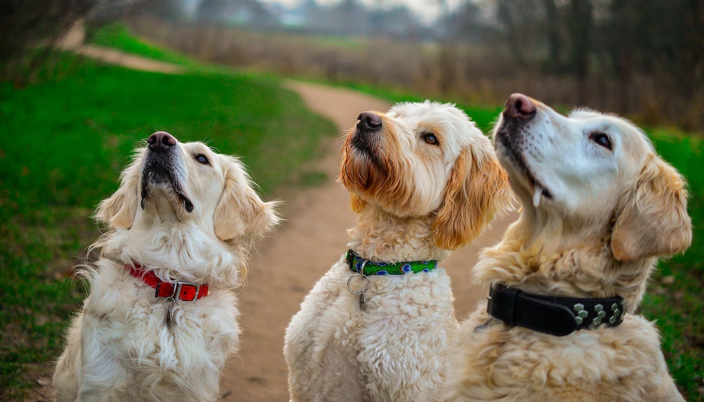 3 gorgeous dogs waiting for their reward 