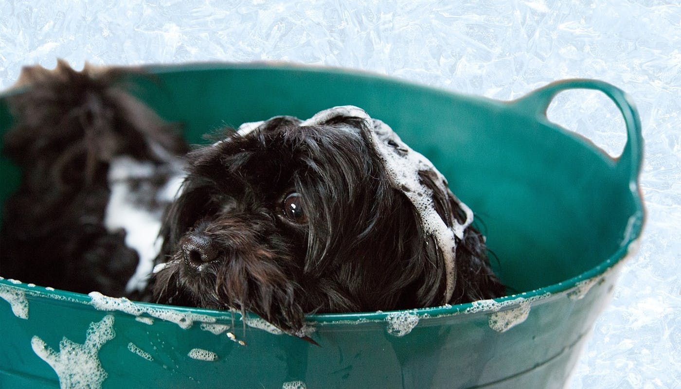 little black puppy in soapy bath