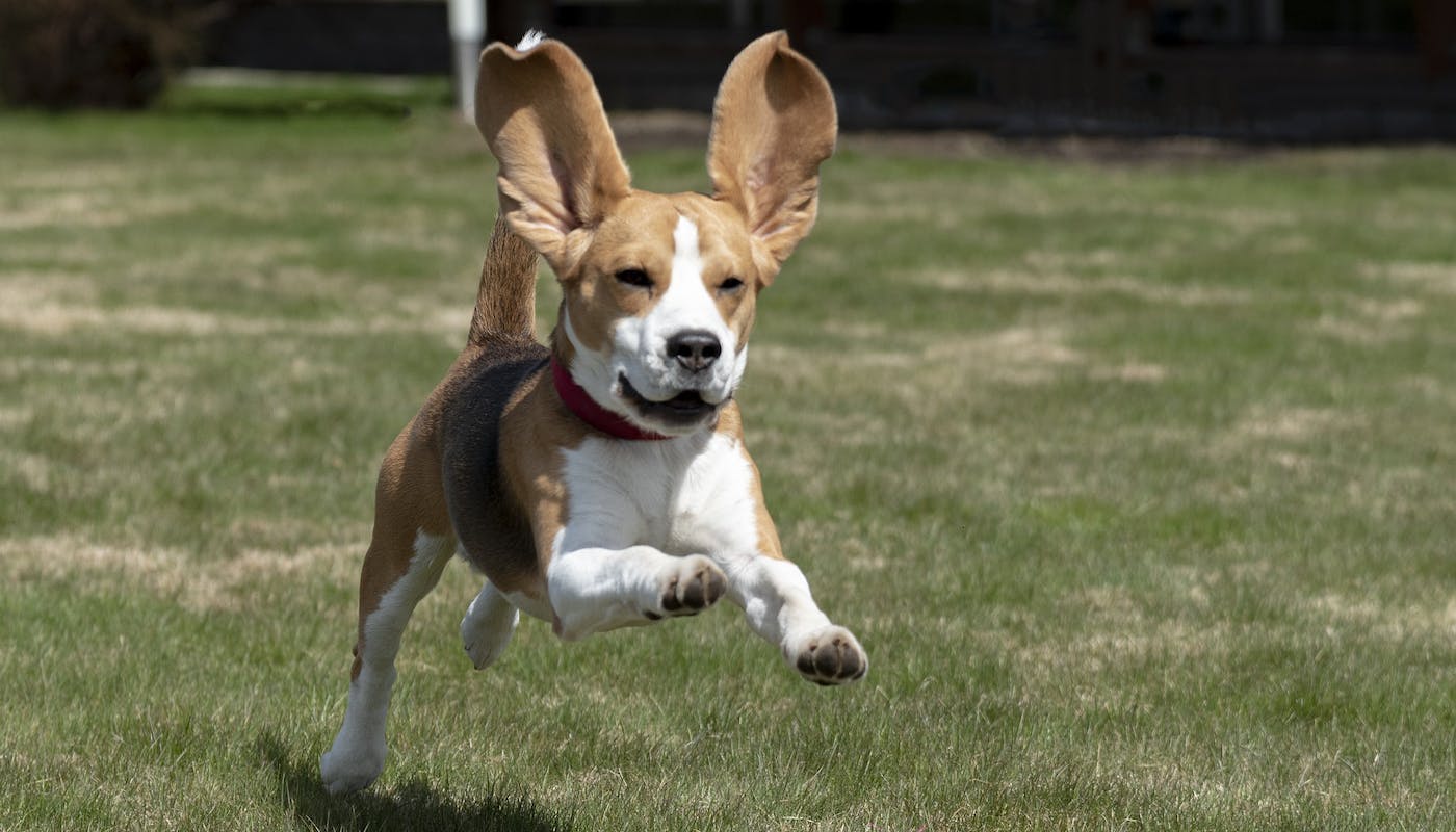 Beagle puppy running with huge ears flying 