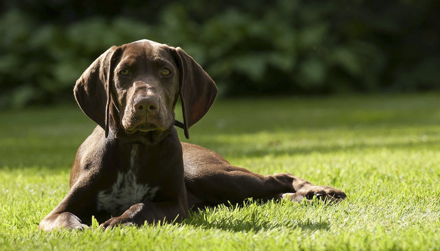 German Shorthaired Pointer laying in grass