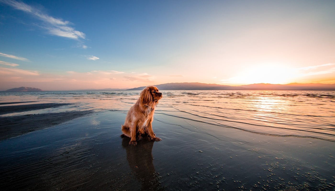 Spaniel sitting on the beach at sunset