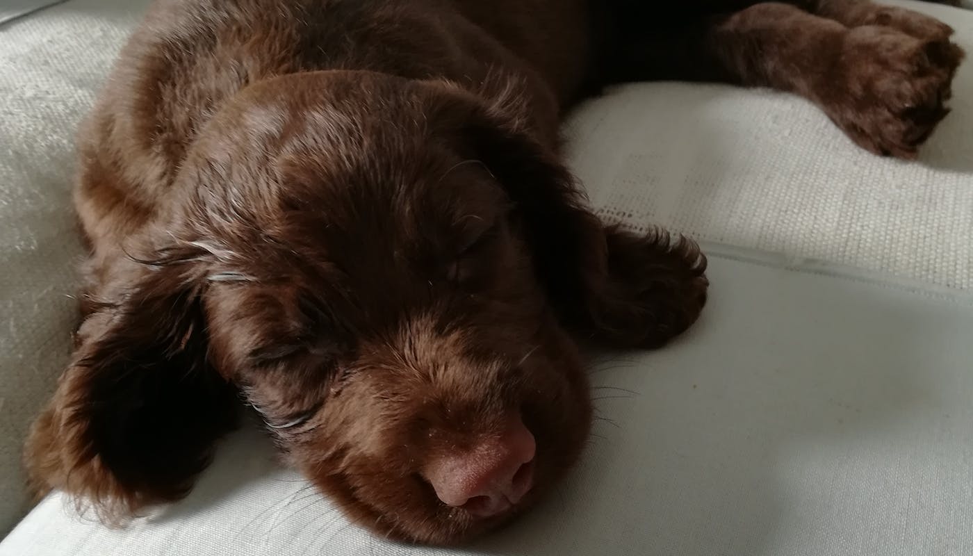 Meet Louie - our new puppy 