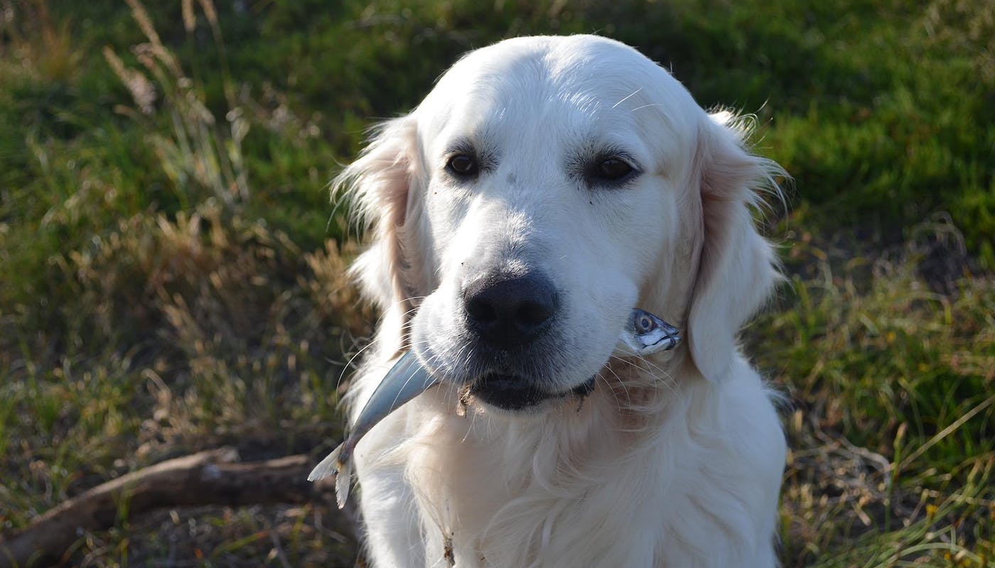 retriever who caught his own fish 