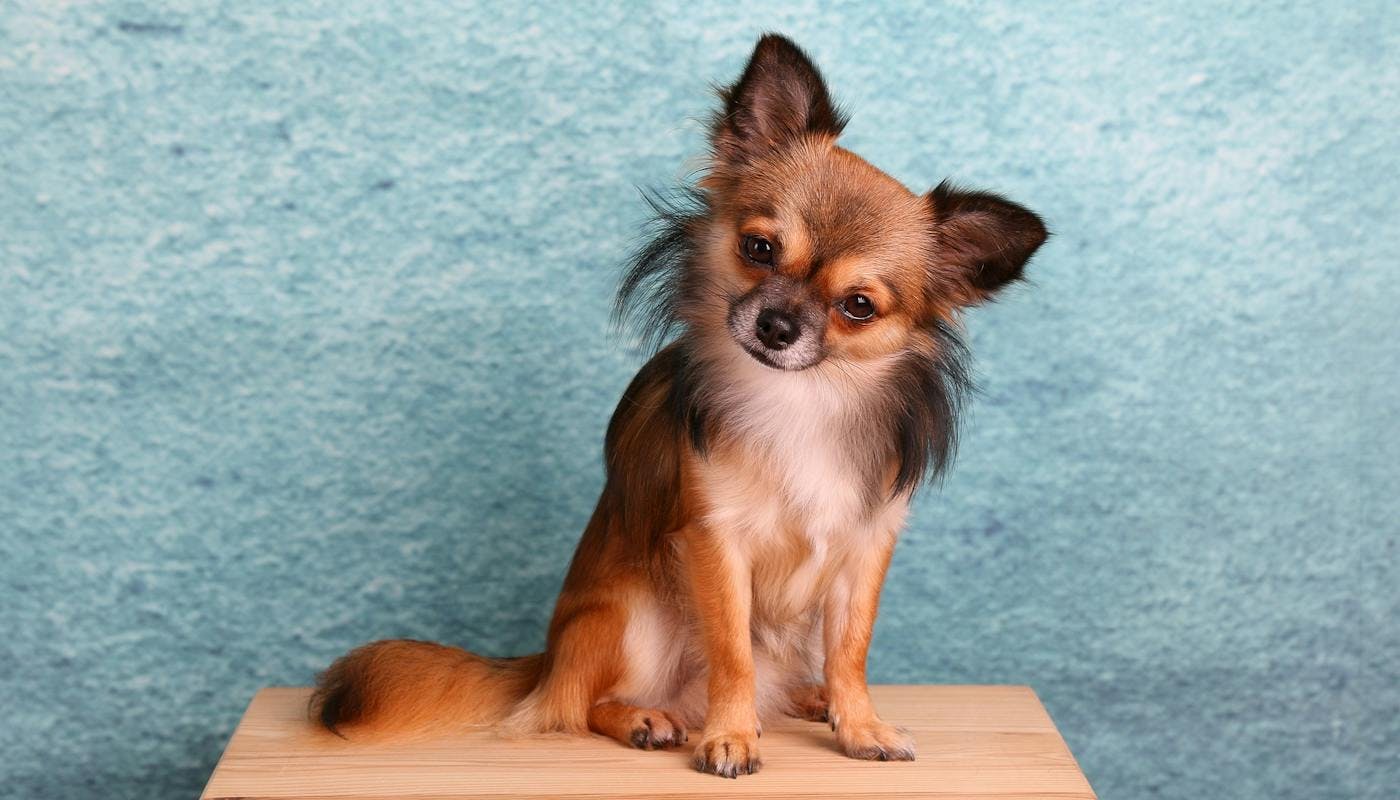Chihuahua giving a cute head tilt 