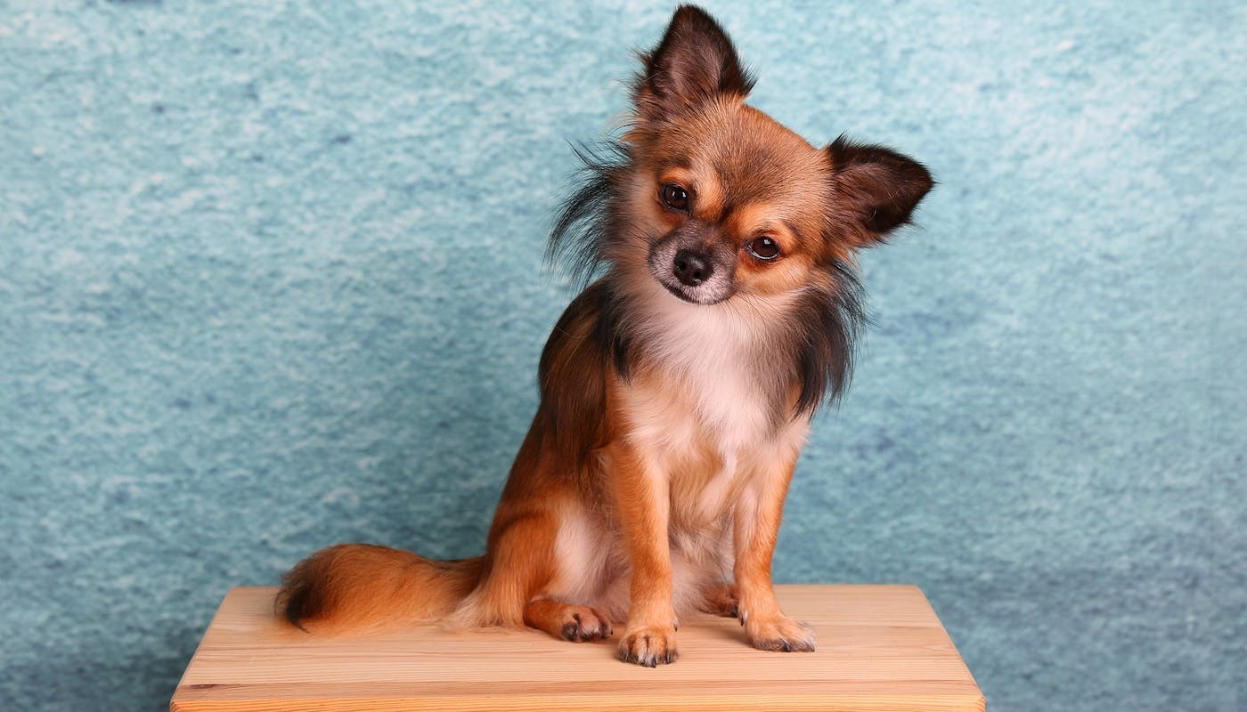 Chihuahua giving a cute head tilt 