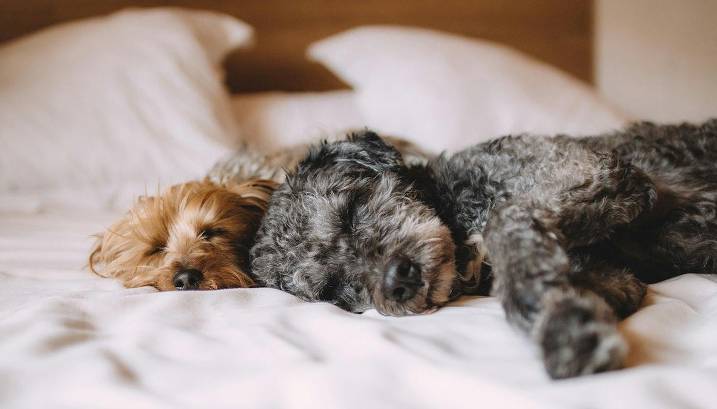 two pups sleeping on the bed