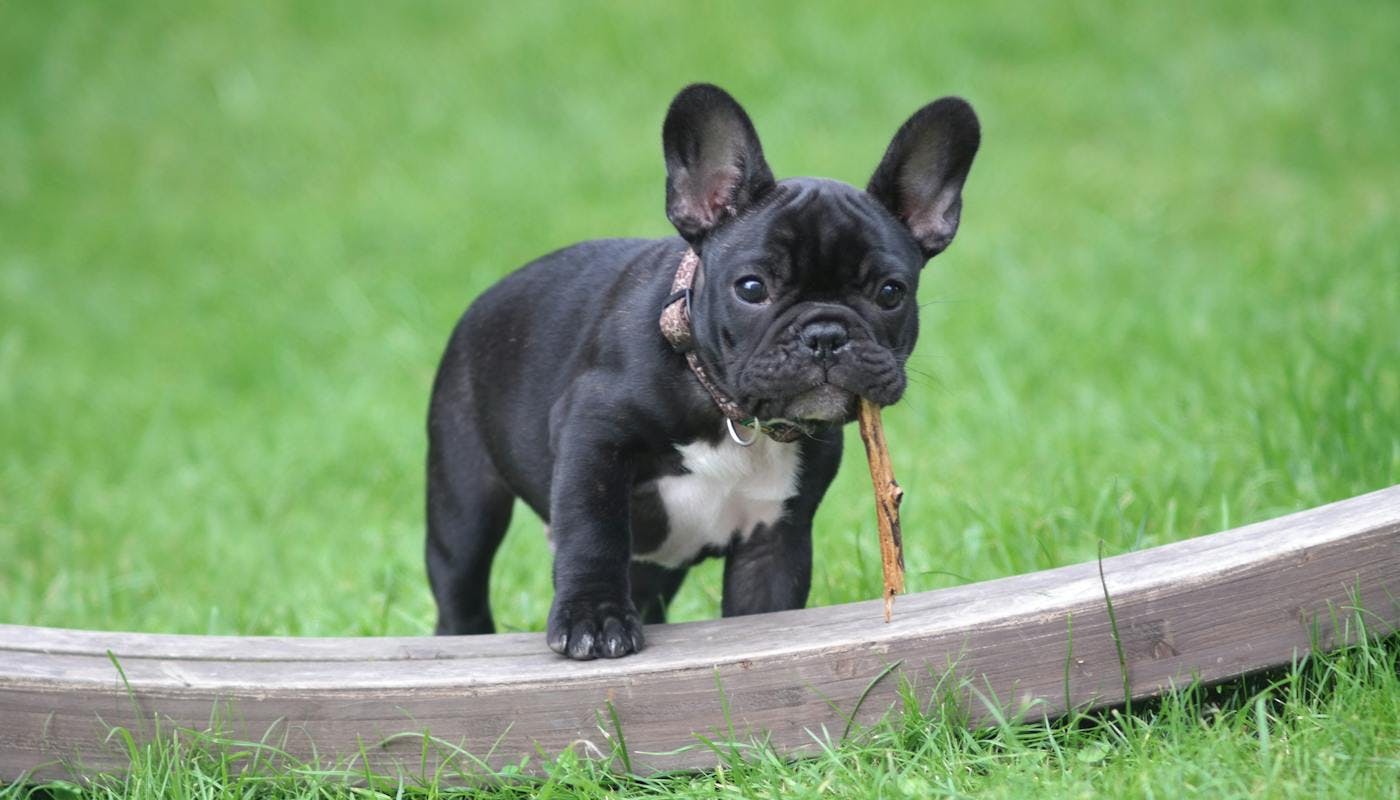 French Bulldog puppy with twig in mouth 