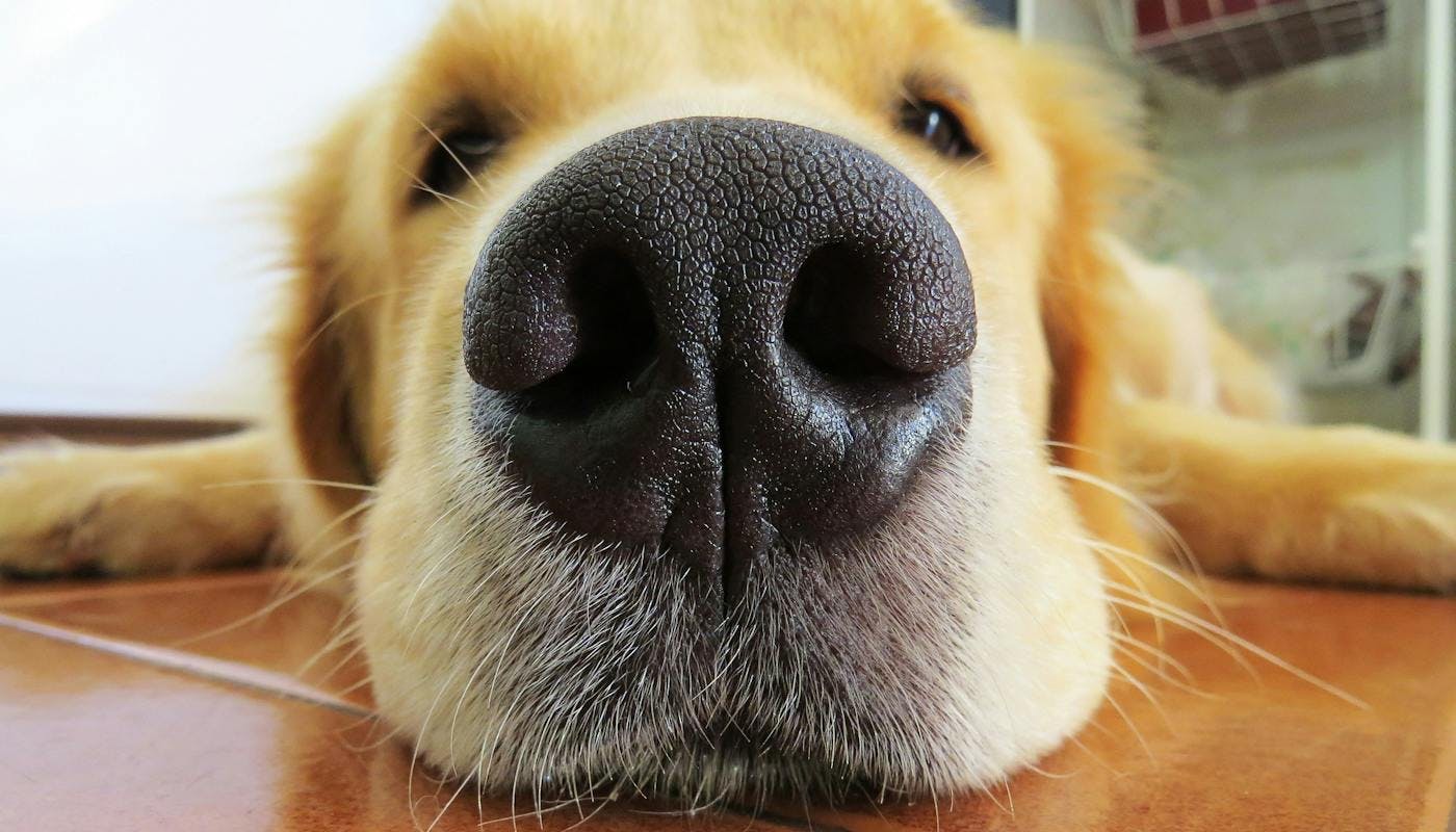 close up of dog snoot