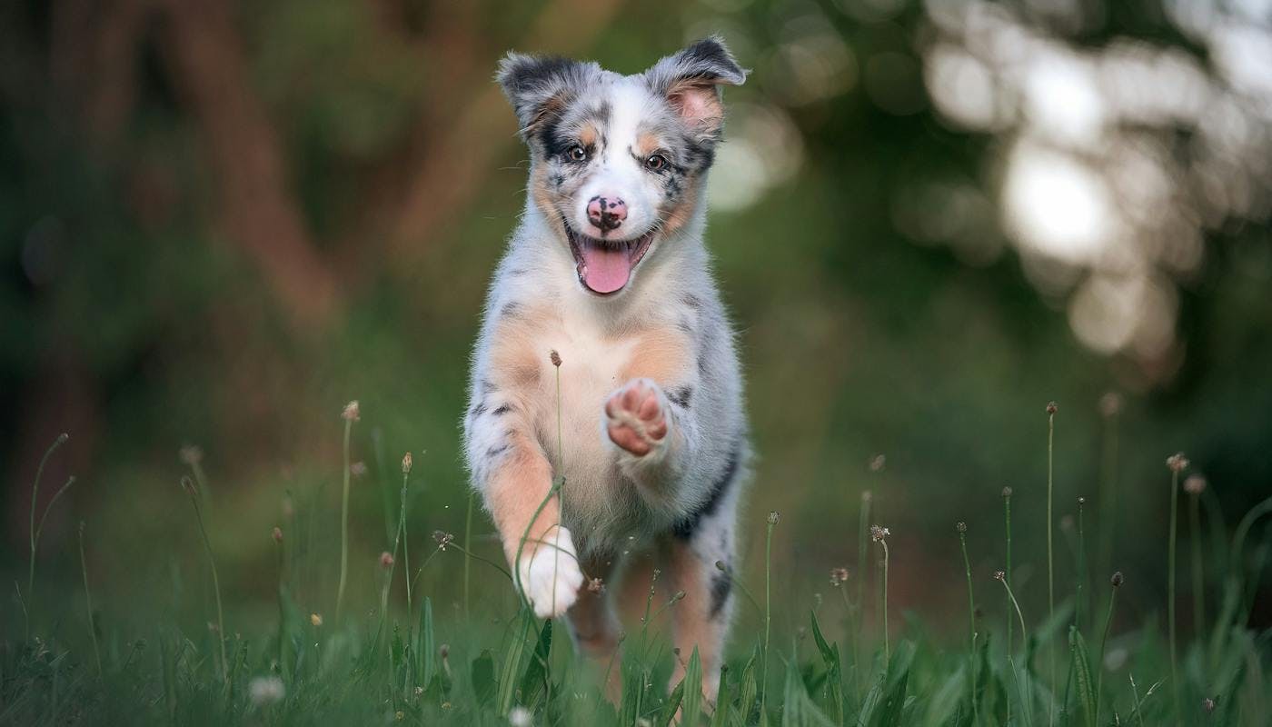 Aussie Shepherd puppy prancing through grass
