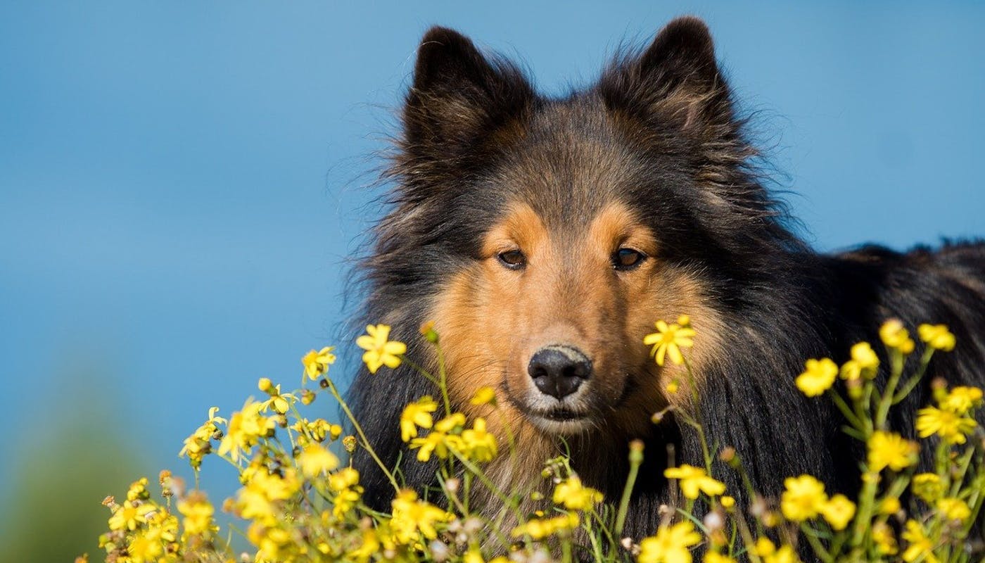 Dog sniffing yellow flowers