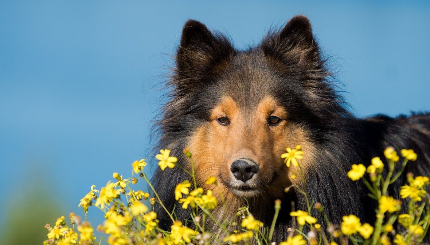 Dog sniffing yellow flowers