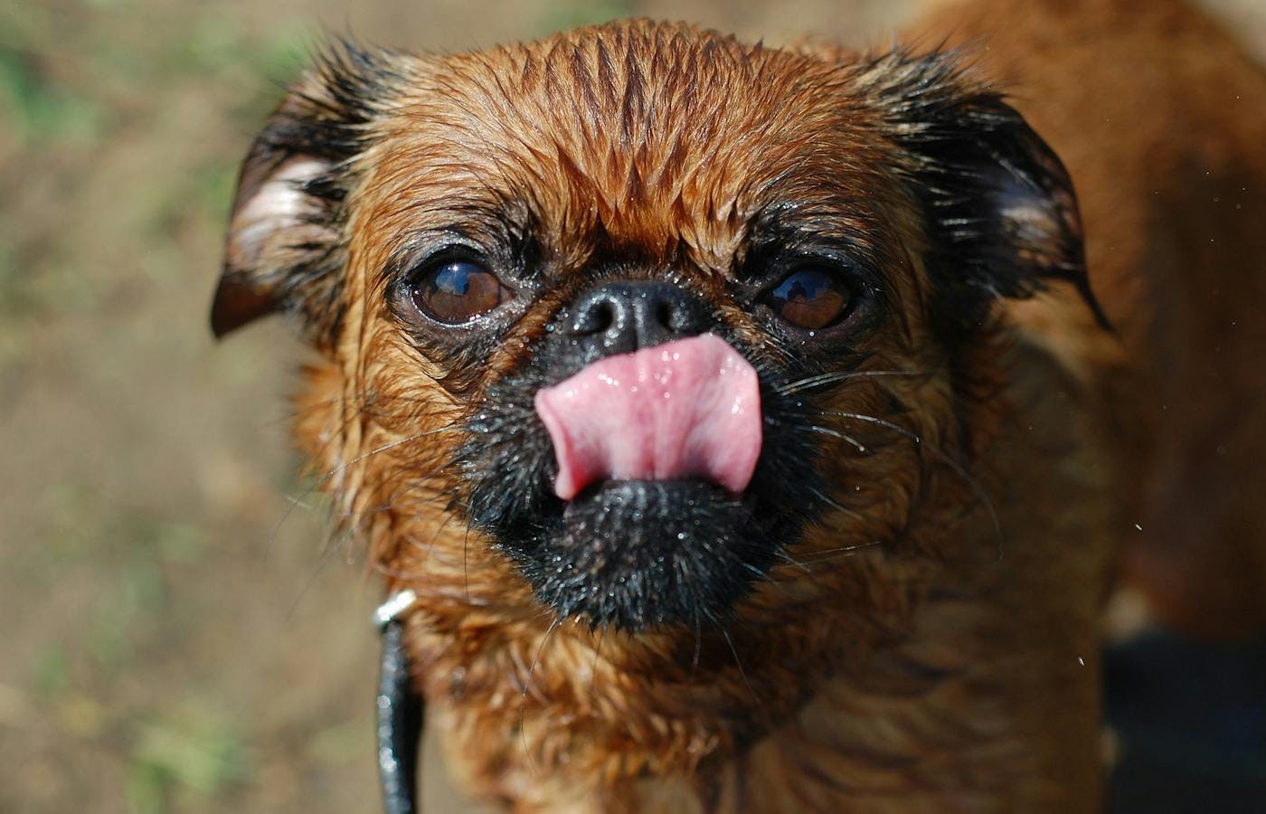 Brussels Griffon licking his nose