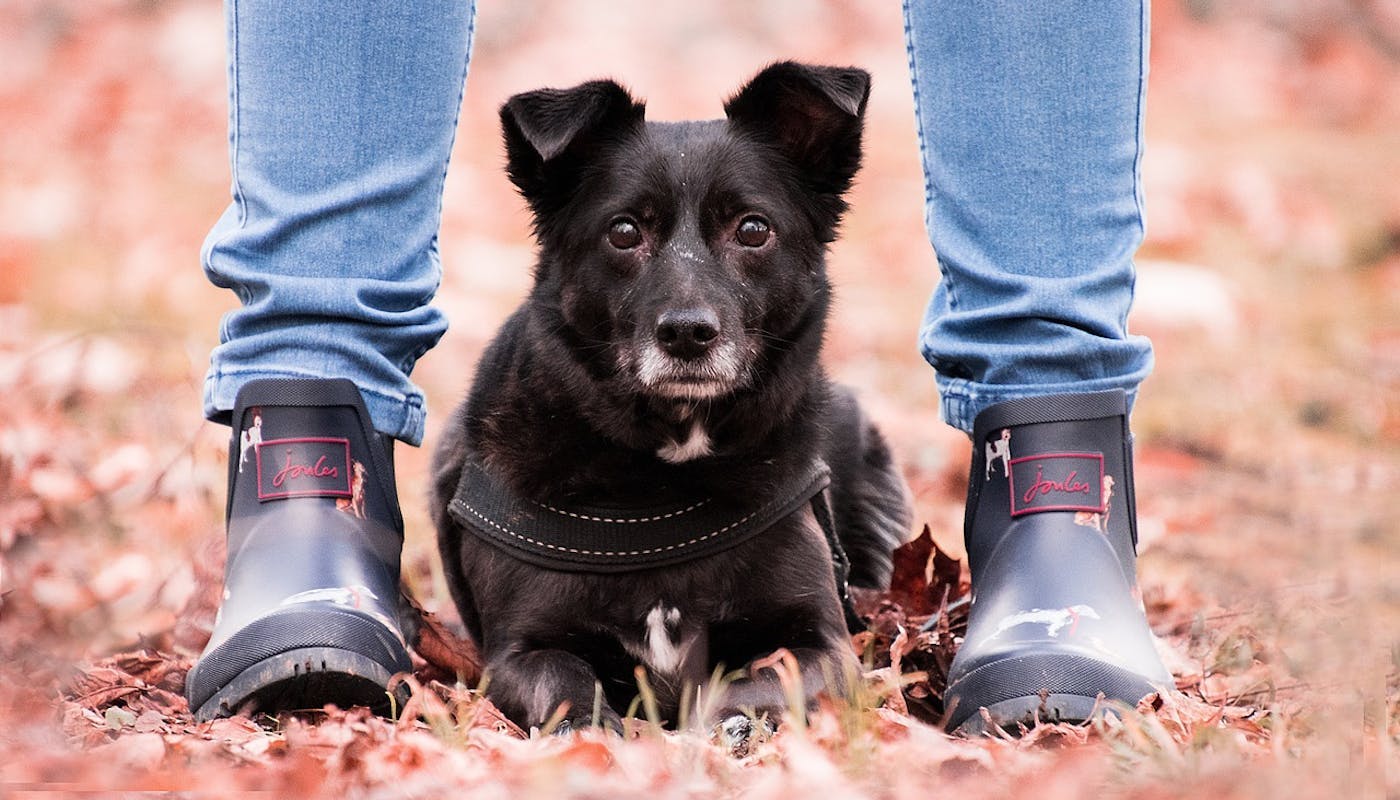 little black doggo laying between human legs standing outside 