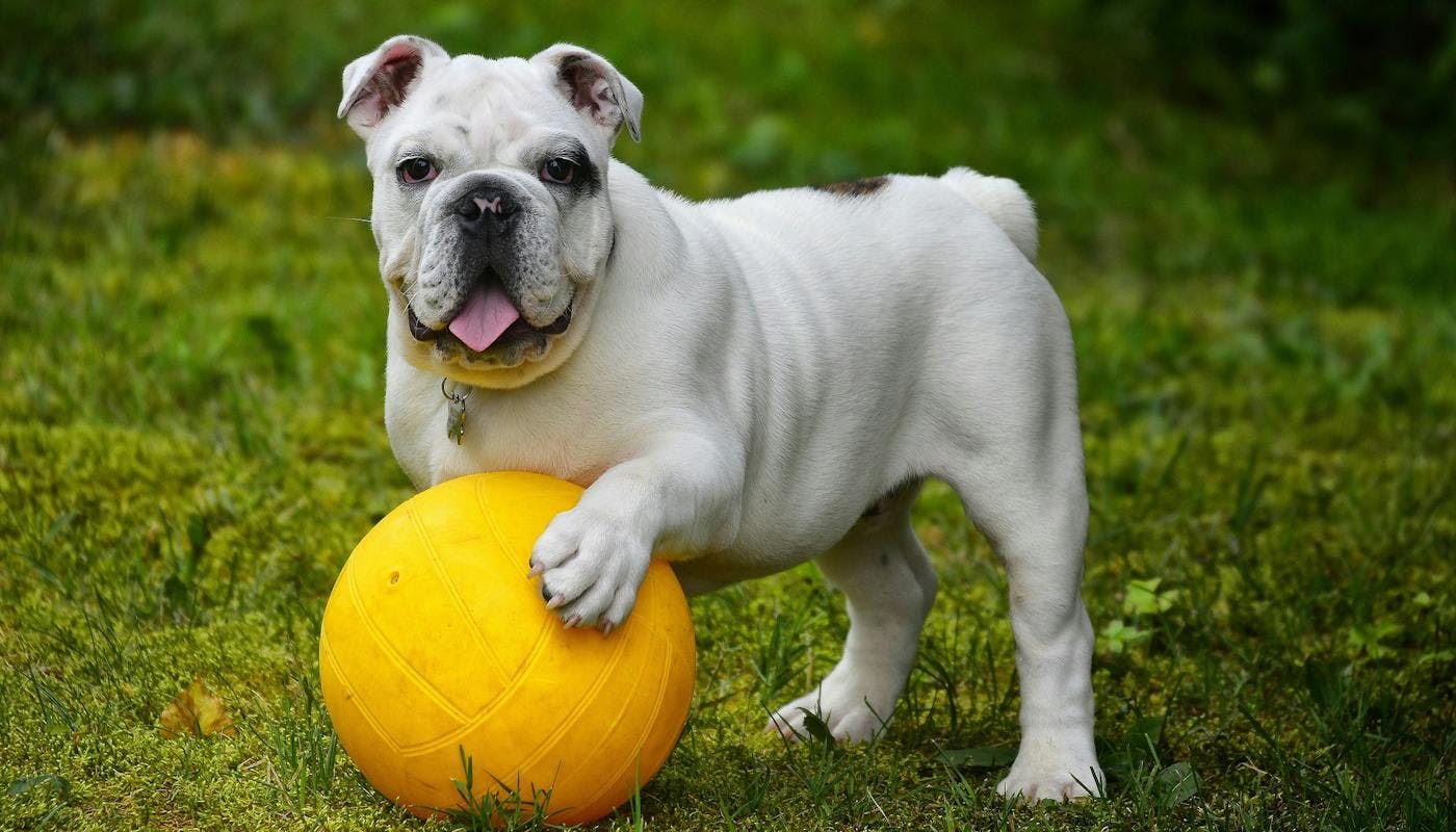 playful bulldog with paw on ball