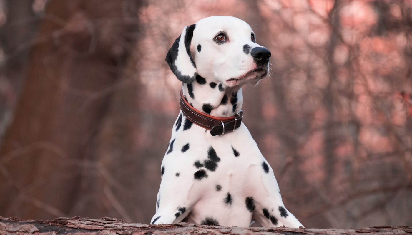 handsome Dalmatian showing his smart collar 