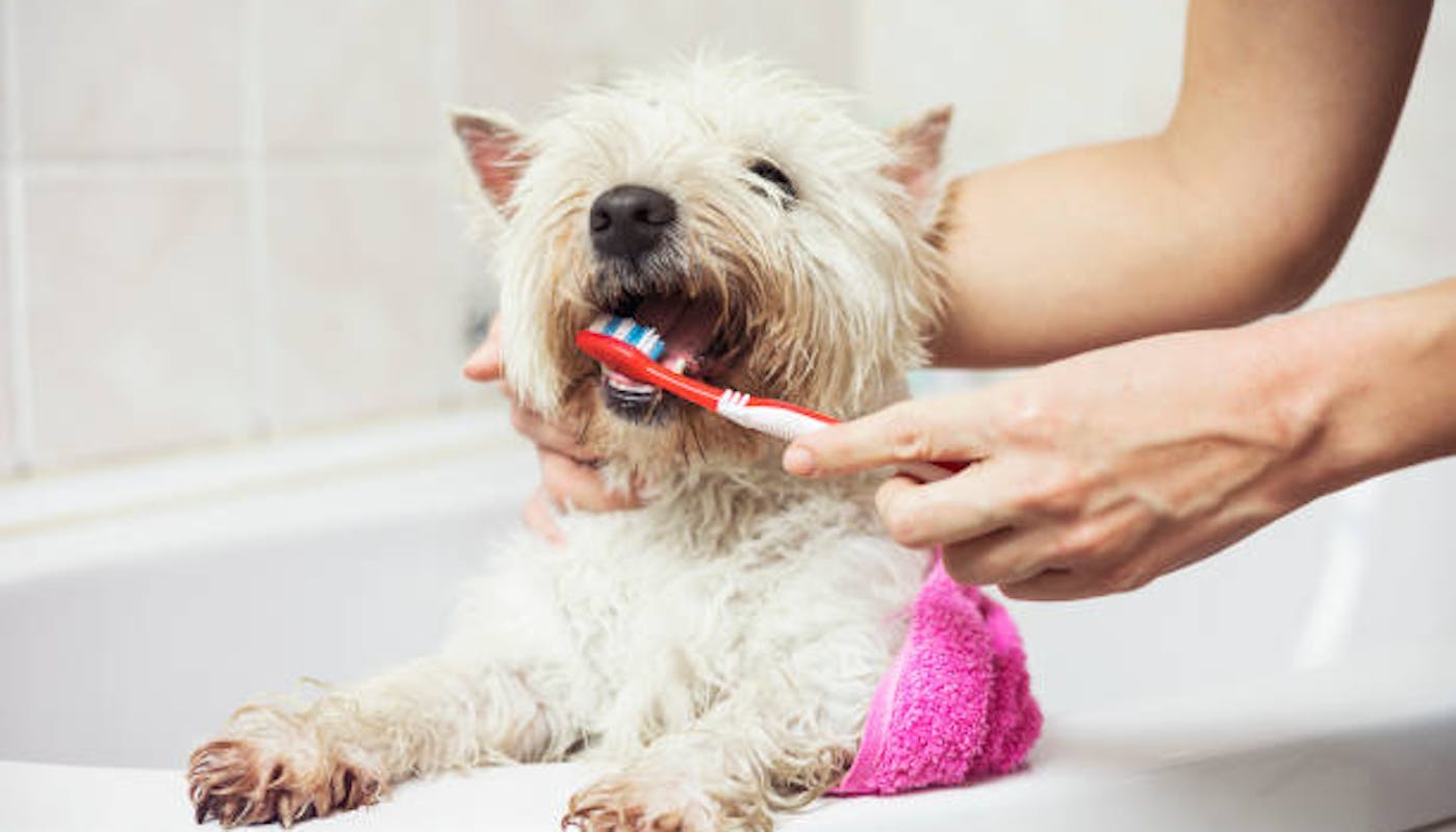 Cleaning west highland terriers teeth
