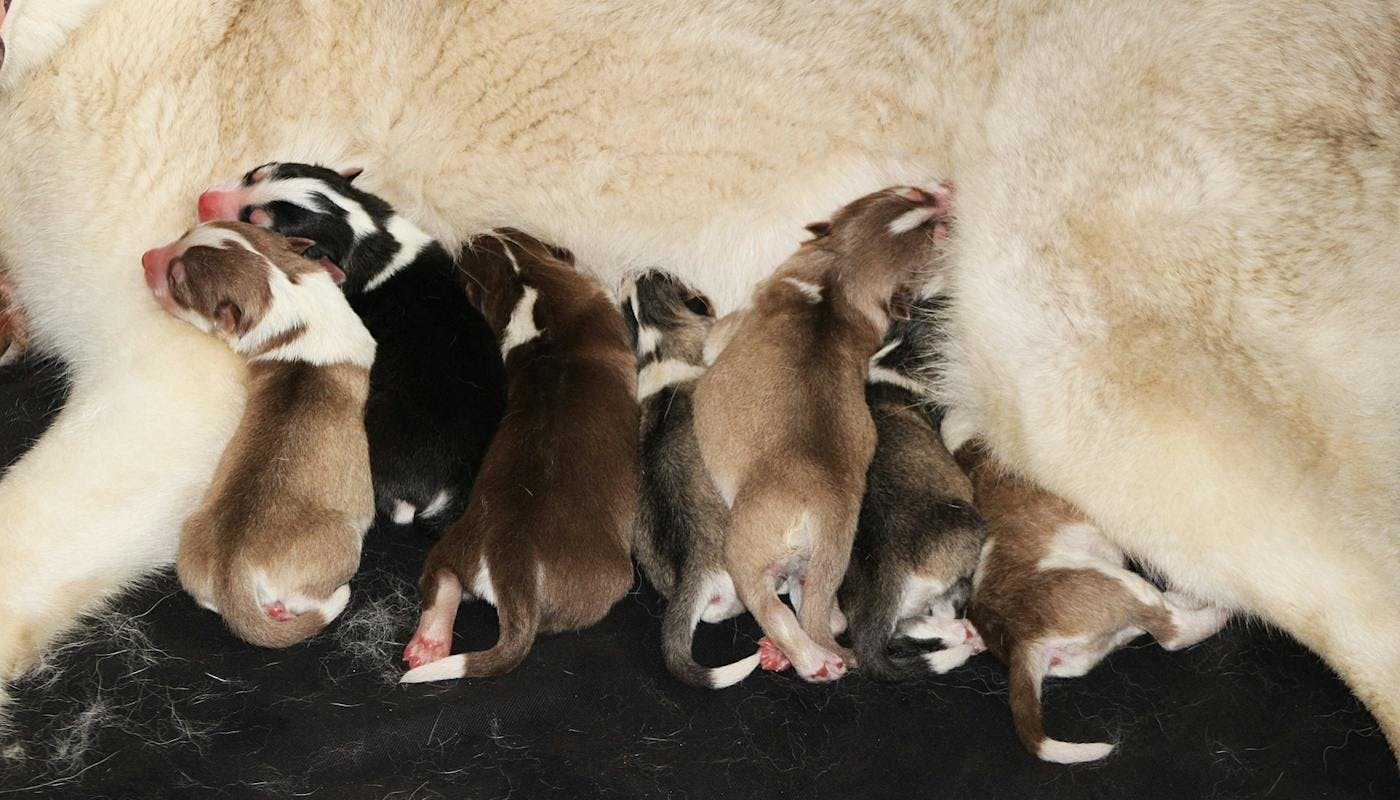 New born puppies feeding from mum