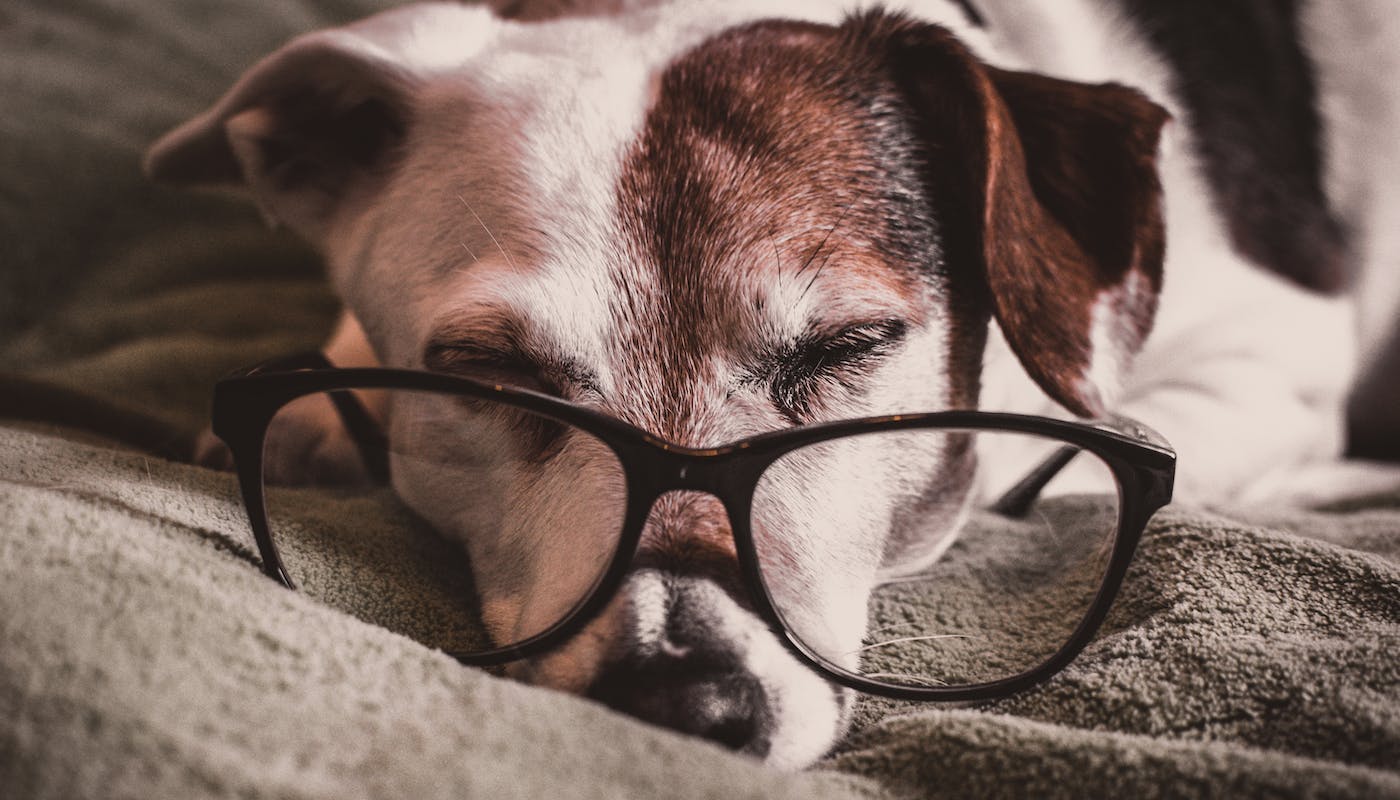 older dog with glasses