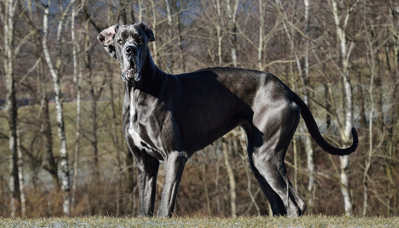 Great Dane looking at camera in some fields with trees 