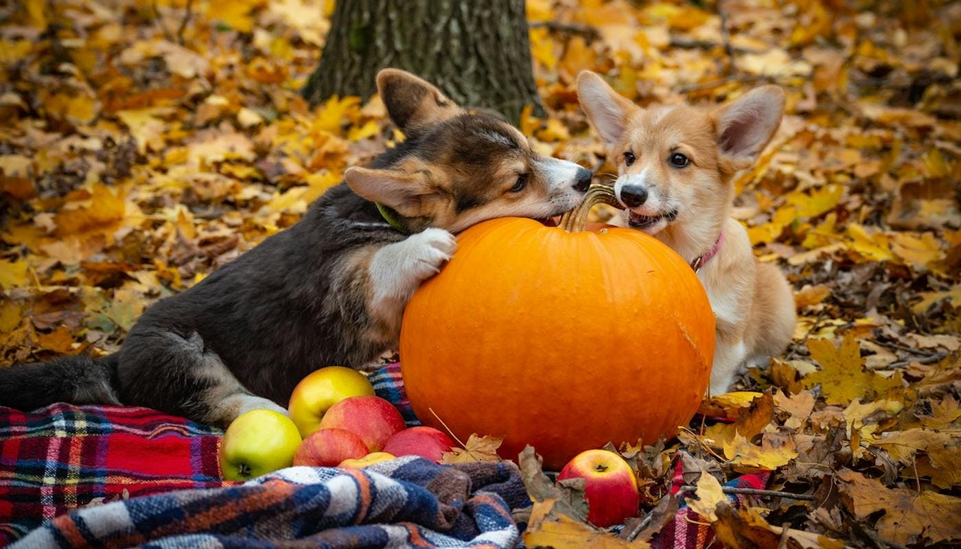 Two corgis enjoying a pumpkin and apple picnic