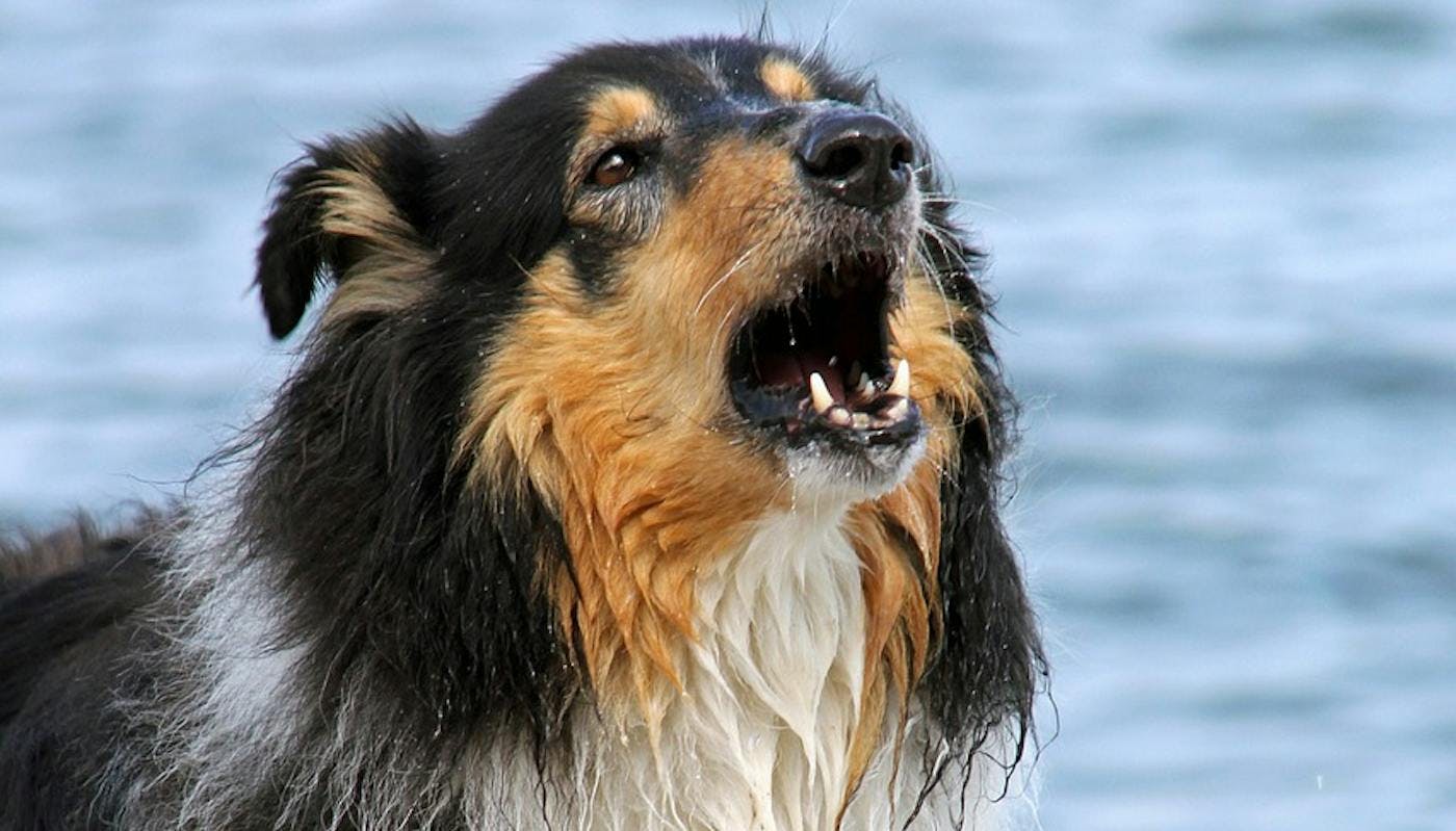 Wet collie barking at the beach