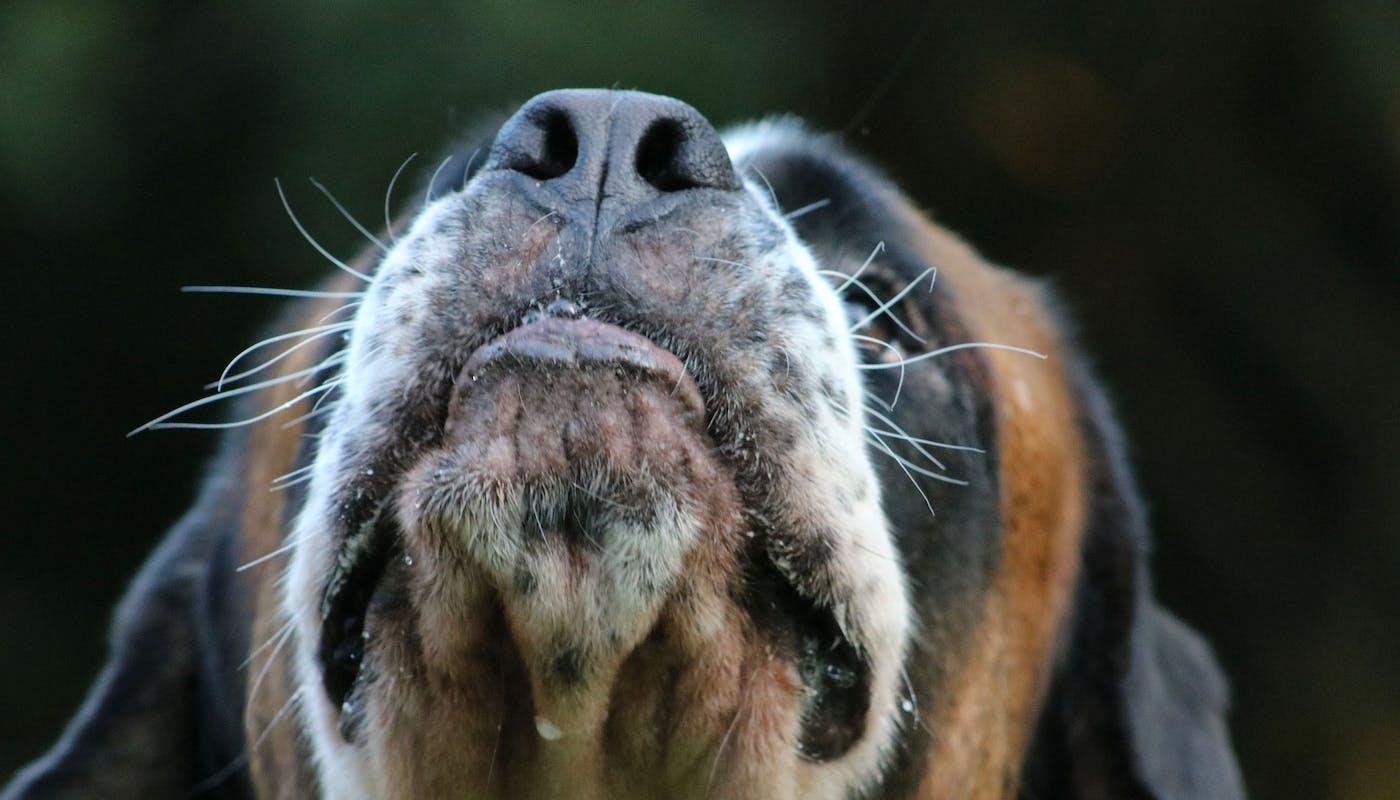dogs nose close up with whiskers in focus 