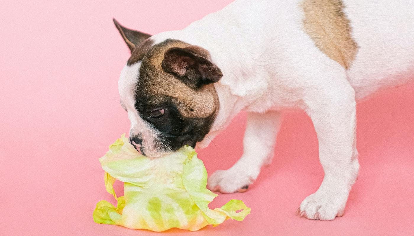 dog eating human food 
