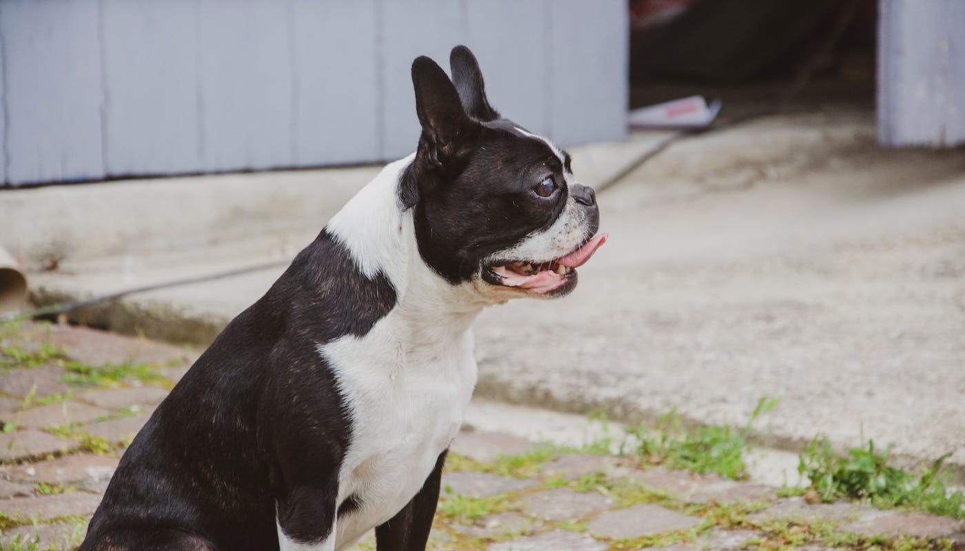 Black and White Boston Terrier