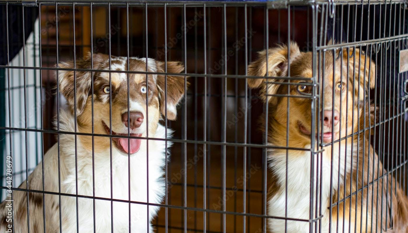 Dogs sharing a crate