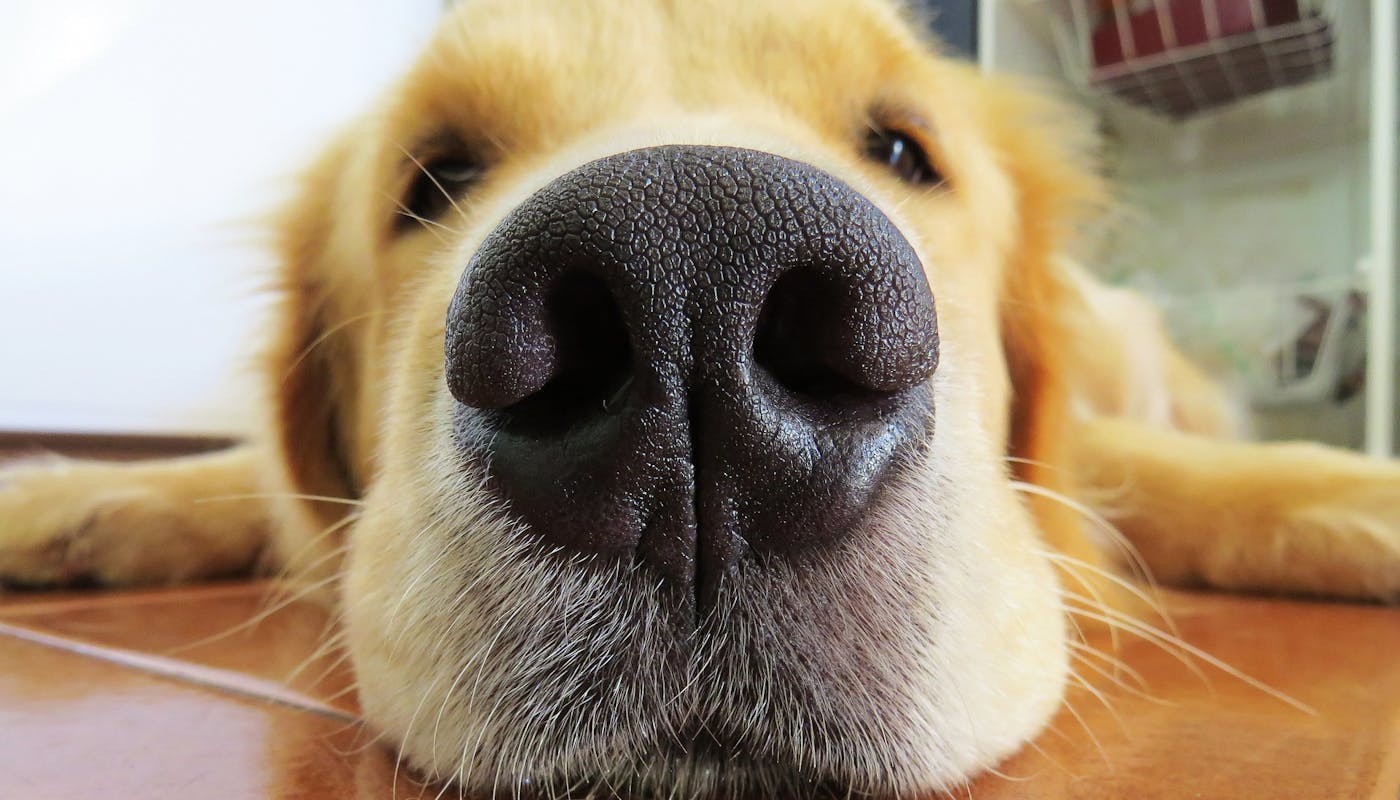 Golden Retriever nose close up