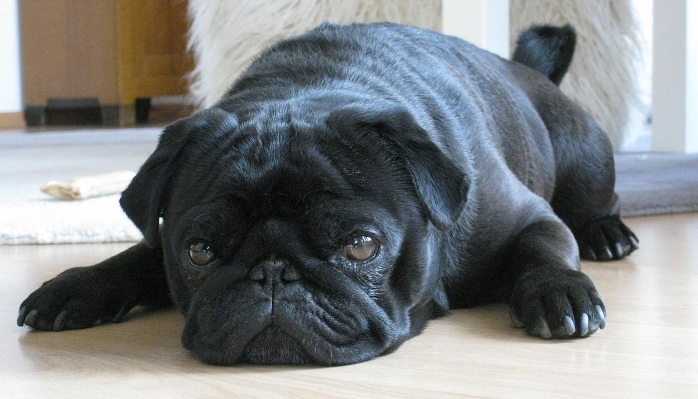 black pug lying down and refusing to move 